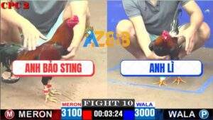 Trận 10 CPC2 11/4/2025 - Điều Cọp Anh Bảo Nuốt Ói Kết Liễu Gà Anh Lì