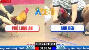 Trận 31 CPC1 3/4/2025 - Xanh Hiệu Tính Ga King Đá Gà Khét Bại Liệt