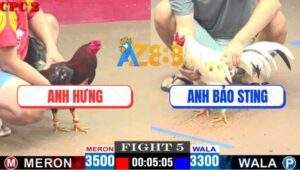 Trận 5 CPC2 11/4/2025 - Bướm Hiệu Anh Bảo Sting Bị Đá Bay Bồ