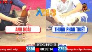 Trận 5 CPC2 4/4/2025 - Gà Bướm Anh Thuận Phan Thiết Đâm Như Cái Máy