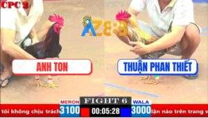 Trận 6 CPC2 4/4/2025 - Gà Cú Anh Thuận Phan Thiết Đá Chân Nào Cũng Đâm
