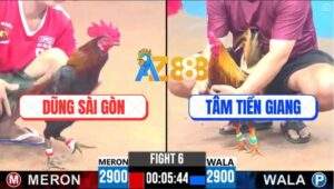 Trận 6 CPC3 13/4/2025 - Gà Que Anh Dũng Sài Gòn Đâm Cựa Tốc Độ Bàn Thờ