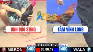 Trận 7 CPC2 11/4/2025 - Anh Bảo Sting Núp Lùm Gom Phiếu