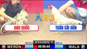 Trận 7 CPC2 13/4/2025 - Gà Bướm Anh Quốc Đá Úa Siêu MỸ Tốc Chạy