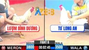 Trận 8 CPC3 9/4/2025 - Gà Bướm Anh Lượm Đá Bể Trứng Dái Gà Úa Má Minh