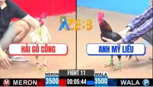 Trận 11 CPC3 18/5/2025 - Gà Anh Mỹ Liều Tái Xuất Bị Đối Thủ Bẻ Giò