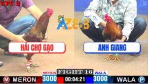 Trận 16 CPC2 2/5/2025 - Gà Phèn Anh Giang Đá Điều Anh Hải Kêu Miệng