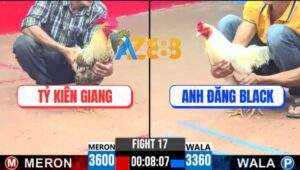 Trận 17 CPC3 30/5/2025 - Gà Úa Anh Đăng Black Đá Cựa Như Phát Xít