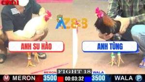 Trận 18 CPC1 1/5/2025 - Gà Bướm Anh Su Hào Có Chân Chốt Hạ Quá Đẹp