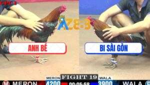 Trận 19 CPC1 20/5/2025 - Xám Điều Anh Bi Đâm Lung Lưng Điều Cọp Anh Bé