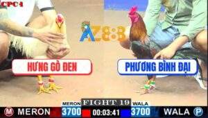 Trận 19 CPC1 22/5/2025 - Úa Cọp Anh Hưng Đâm Gà Anh Phương Lật Xe