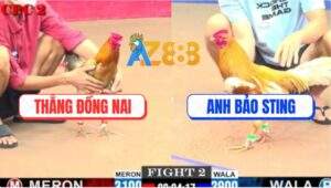 Trận 2 CPC2 23/5/2025 - Camelo Anh Bảo Sting Dính Chân Xui Nằm 1 Đống