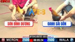 Trận 21 CPC1 19/5/2025 - Camelo Anh Sơn Dính Chân Phản Té Gió Hết Cứu