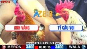 Trận 21 CPC1 20/5/2025 - Bướm Cọp Anh Tý Đá Đúng 1 Chân Gà Vàng Ngủm