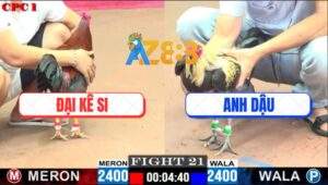 Trận 21 CPC1 26/5/2025 - Gà Anh Dậu Có Chân Phản Đá Đối Thủ Gãy Họng