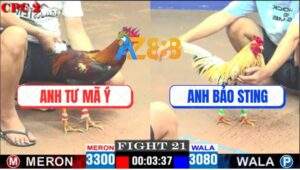 Trận 21 CPC2 4/5/2025 - Bướm Hiệu Bảo Sting Kém 2 Chấm Đá Bự Bung Bồ