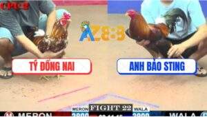 Trận 22 CPC2 23/5/2025 - Gà Bông Anh Tý Đâm Điều Anh Bảo Sting Lật Xe