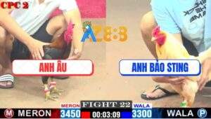 Trận 22 CPC2 9/5/2025 - Điều Quá Khôn Bướm Hiệu Bảo Sting Vô Không Nổi