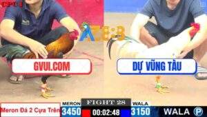 Trận 28 CPC1 22/5/2025 - Gà Điều GVUI.COM Đá 2 Cây Trên Hạ Gà Anh Dự