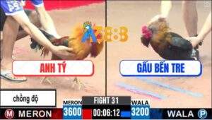 Trận 31 CPC3 14/5/2025 - Gà Vàng Lên 2 Bị Đá Gãy Cánh Vẫn Gồng Cứu Chủ