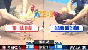 Trận 36 CPC3 25/5/2025 - Tập Đoàn Gà Thái Đụng Anh Giang Đức Hòa