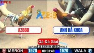 Trận 39 CPC1 26/5/2025 - Xóm Gà AZ Và Anh Hà Khoa Bến Tre