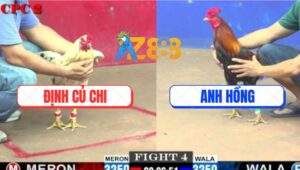 Trận 4 CPC2 21/5/2025 - Gà Bướm Anh Định Đá Tăng 1 Kết Liễu Gà Điều