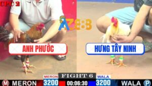 Trận 6 CPC2 14/5/2025 - Gà Cú Anh Phước Bắt Bướm Chỉ 1 Chân Xòe Cánh