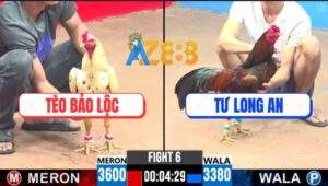 Trận 6 CPC3 7/5/2025 - Bướm Anh Tèo Cay Đắng Xuống Núi Bị Đá Bỏ Chạy