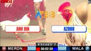 Trận 7 CPC1 1/5/2025 - Gà Úa Anh Bin Dí Bạc Gà Bướm Xóm Gà AZ Bị Đá Bay Bồ