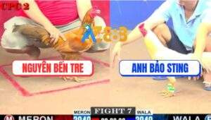 Trận 7 CPC2 23/5/2025 - Khét Đá Đúng 1 Cước Gà Anh Bảo Sting Ngã Ngửa