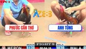 Trận 9 CPC1 26/5/2025 - Gà Xám Anh Tùng Đá Lìa Giò Gà Que Anh Phước