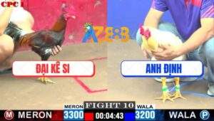 Trận 10 CPC1 5/6/2025 - Gà Anh Định Kém 1 Chấm Cho Đá Đồng Và Cái Kết