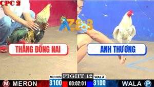 Trận 12 CPC2 8/6/2025 - Gà Chuối Anh Thắng Đồng Nai Tải Cựa Quá Tốt