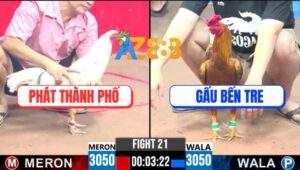 Trận 21 CPC3 9/6/2025 - Gà Anh Phát Đá Gà Anh Gấu Xoay Như Chong Chóng