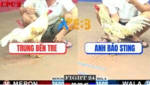 Trận 24 CPC2 6/6/2025 - Camelo Hư Tỳ Vẫn Gồng Hạ Bướm Hiệu Bảo Sting
