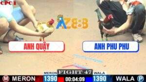 Trận 47 CPC1 2/6/2025 - Kèo Hẹn Gà Tre Anh Phu Phu Và Anh Quậy Gà Cúp