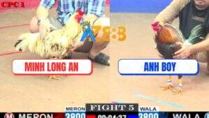 Trận 5 CPC1 10/6/2025 - Điều Bông Anh Boy Đâm Bướm Má Minh Ngã Quỵ