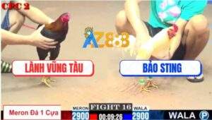 Trận 16 CPC2 27/7/2025 - Gà Đỏ Chấp Gà Bảo Sting 1 Cựa Bị Đá Banh Xác