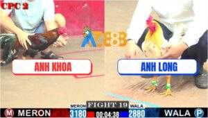 Trận 19 CPC2 30/7/2025 - Bướm Anh Long Đá Điều Chổng Ngược Lụm Xổ 100