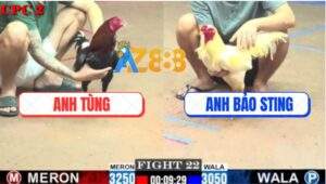 Trận 22 CPC2 20/7/2025 - Úa Hiệu Bảo Sting Đá 1 Hơi Hạ Gà Que Anh Tùng