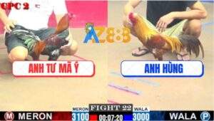 Trận 22 CPC2 4/7/2025 - Gà Điều Anh Tư Mã Ý Chưa Đá Đã Xách Đuôi Ra