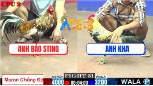 Trận 31 CPC2 9/7/2025 - Gà Cú Bảo Sting Ăn Xổ 500 Lên Lớp Thất Bại