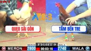 Trận 9 CPC1 19/7/2025 - Anh Tâm Bến Tre Hạ Anh Quẹo Sài Gòn Dễ Dàng