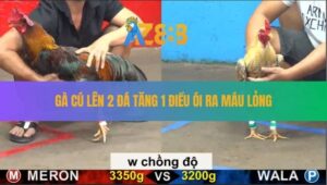 Trận 18 CPC5 30/8/2025 - Gà Cú Chống Độ Siết Điều Ho Ra Si Rô