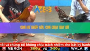 Trận 24 CPC5 29/8/2025 - Gà Điều Lết 1 Giò Lùa Điều Bông Chạy Bay Bồ