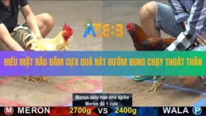 Trận 26 CPC5 25/8/2025 - Bướm Hiệu Anh Thắng Bị Đá Chạy Như Ma Đuổi