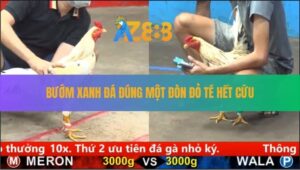 Trận 28 CPC5 29/8/2025 - Bướm Xanh Hạ Bướm Đỏ Trong Một Nốt Nhạc