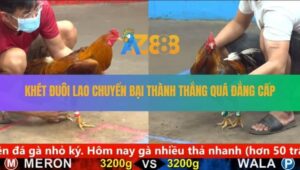 Trận 29 CPC5 24/8/2025 - Nài Xanh Sửa Gà Yếu Để Đối Thủ Vượt Mặt