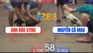 Trận 58 TonHon 27/8/2025 - Điều Cọp Bảo Sting 1 Cây Đá Bướm Như Cái Rổ